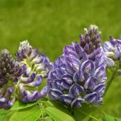Glycine d'Amérique frutescens Longwood Purple/Pot