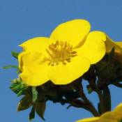 Potentille Arbustive 'Goldfinger' (Potentilla Fruticosa