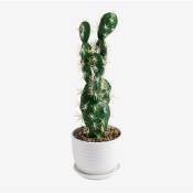 Sklum - Cactus Artificiel Opuntia 41 cm ↑41 cm -