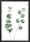 Affiche nature aquarelle feuille d' eucalyptus avec