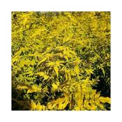 Javoy Plantes - Jasmin officinal 'Aureovariegatum' - jasminum officinalis 3L