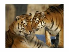 Papier peint - tigres : l'amour inconditionnel 300x231 cm