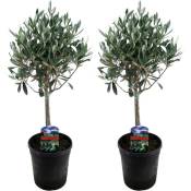 Plant In A Box - Olea Europaea - Set de 2 - Olivier sur tige - Pot 14cm - Hauteur 50-60cm - Blanc