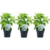 Hydrangea arborescens Annabelle - Set de 3 - Pot 17cm - Hauteur 30-40cm - Blanc