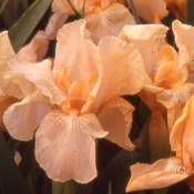 Iris nain lilliput Pink Cushion/Lot de 3 godets - Orange