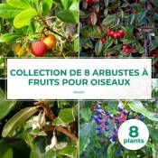 Pepinières Naudet - Collection 8 Arbustes à Fruits pour Oiseaux - Godet - Taille 20/40cm
