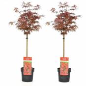 Plant In A Box - Acer palmatum 'Shaina' - Set de 2 - Erable - Pot 19cm - Hauteur 80-90cm