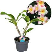 Plant In A Box - Plumeria Frangipani Hawaii - Pot 17cm - Hauteur 45-55cm - Rose