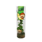 Snaily - La plante d'escargot - Dischidia pectenoides - en cylindre de verre acrylique