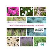 Kit Vivaces Méditerranéennes- 8 Variétés - Lot 16 plants en godet