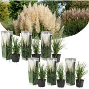 Plant In A Box - Cortaderia selloana - Set de 6 - La pampa - Blanc - Pot 9cm - Hauteur 25-40cm - Vert