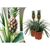 Plant In A Box - Plante ananas 'Mi Amigo' - Set de 2 - ⌀12cm - Hauteur 35-45cm - Jaune