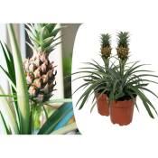Plante ananas 'Mi Amigo' - Set de 2 - ⌀12cm - Hauteur 35-45cm - Jaune