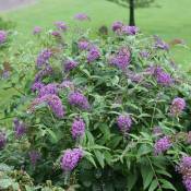 Arbre aux papillons Purple Chip/Pot de 4L - Violette