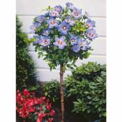 Hibiscus de jardin sur tige bleu - La pièce en motte. Tige de 60-70cm. - Willemse