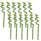 Plant In A Box - Dracaena sanderiana - Set de 12 - Lucky Bamboo - Hauteur 40-50cm - Vert