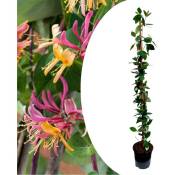 Plant In A Box - Lonicera x Heckrotti 'Beauté américaine' - Pot 17cm - Hauteur 110-120cm