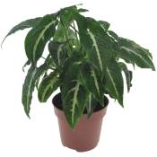 Plant In A Box - Syngonium Wendlandii - plante d'appartement - ⌀12cm - Hauteur 20-30cm - Vert