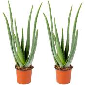 2x Aloe Vera Barbadensis - Plante grasse - Entretien facile - ⌀12 cm - ↕35-40 cm