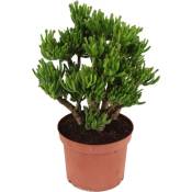 Crassula ovata 'Hobbit' l - Plante d'intérieur - Succulente - ⌀ 23 cm - H45-50cm - Vert