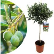 Plant In A Box - Olea Europaea - Olivier rustique sur tige - Pot 21cm - Hauteur 90-100cm - Blanc
