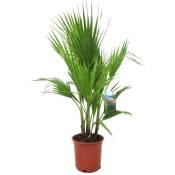Plant In A Box - Washingtonia Robusta - Palmier éventail - Pot 21cm - Hauteur 70-90cm - Vert