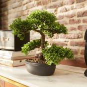 Prolenta Premium - Maison du'Monde - Mini bonsaï Ficus