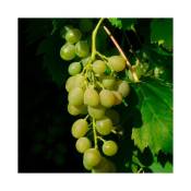 Javoy Plantes - Vigne 'Ampelia® Amandin' - vitis vinifera