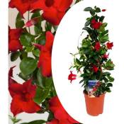 Plant In A Box - Mandeville 'Rio Deep Red' - Dipladenia - Pot 17cm - Hauteur 60-70cm - Rouge