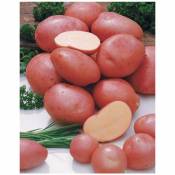 Pomme de terre Désirée - Le paquet de 25 plants de calibre de 28-35 mm - Le paquet de 25 plants de calibre de 28-35 mm - Willemse