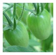 Tomate Green Grape - Tomate Green Grape - 50 graines