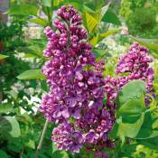 Willemse France - Lilas double lilas - Violet