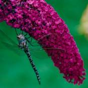 Arbre à Papillons 'Royal Red' (Buddleia Davidii) -