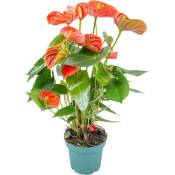 Bloomique - Anthurium 'Aristo' Orange - Plante Flamingo