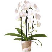 Orchidées colibris - Orchidée Phalaenopsis blanche