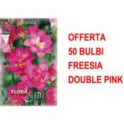 Peragashop - offre 50 bulbes freesia double rose