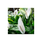 Peragashop - vase spathiphyllum bravo blanc 17CM