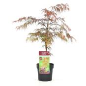 Acer palmatum 'Garnet' - Érable japonais - Pot 19cm