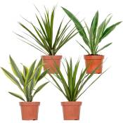 Bloomique - 4x Dracaena Plantes d'intérieur Melange -Wahnecki-Marginata-Lemon-Bicolor - Purificateur d'air – ⌀12 cm - ↕25-35