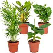Bloomique - 4x Mélange de plantes d'intérieur tropicales – Musa-Chamaedorea-Codiaeum-Coffea – ⌀12cm⌀25-40cm