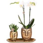 Kolibri Company - Set d'orchidées et de succulentes blanches sur un plateau doré - fraîches de chez le cultivateur