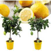 Plant In A Box - Citrus Limon - Citronnier - Set de