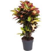 Plant In A Box - Codiaeum variegatum 'Mrs. Iceton' - Pot 27cm - Hauteur 110-120cm - Vert