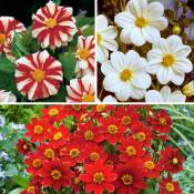 Plant In A Box - Dahlia 'Sunset Mix' - Lot de 5 - Tubercules - Bloomers d'été - Multicolore - Multicolore