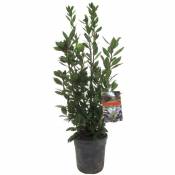 Plant In A Box - Laurus nobilis - Arbuste de laurier - Pot 21cm - Hauteur 90-100cm