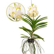 Plant In A Box - Vanda Tayanee White - Orchidée tropicale - Magnifique couleurs - Hauteur 45-55cm - Jaune