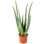 Aloe Vera - Plante succulente - Plante d'intérieur