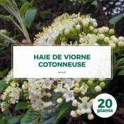 20 Viorne Cotonneuse (Viburnum Lantana) - Haie de Viorne Cotonneuse -