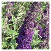 Arbre aux papillons Black Knight/Pot de 4L - Violette