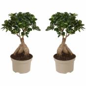 Bonsai Ficus Ginseng - Set de 2 - Pot 12cm - Hauteur 30-40cm